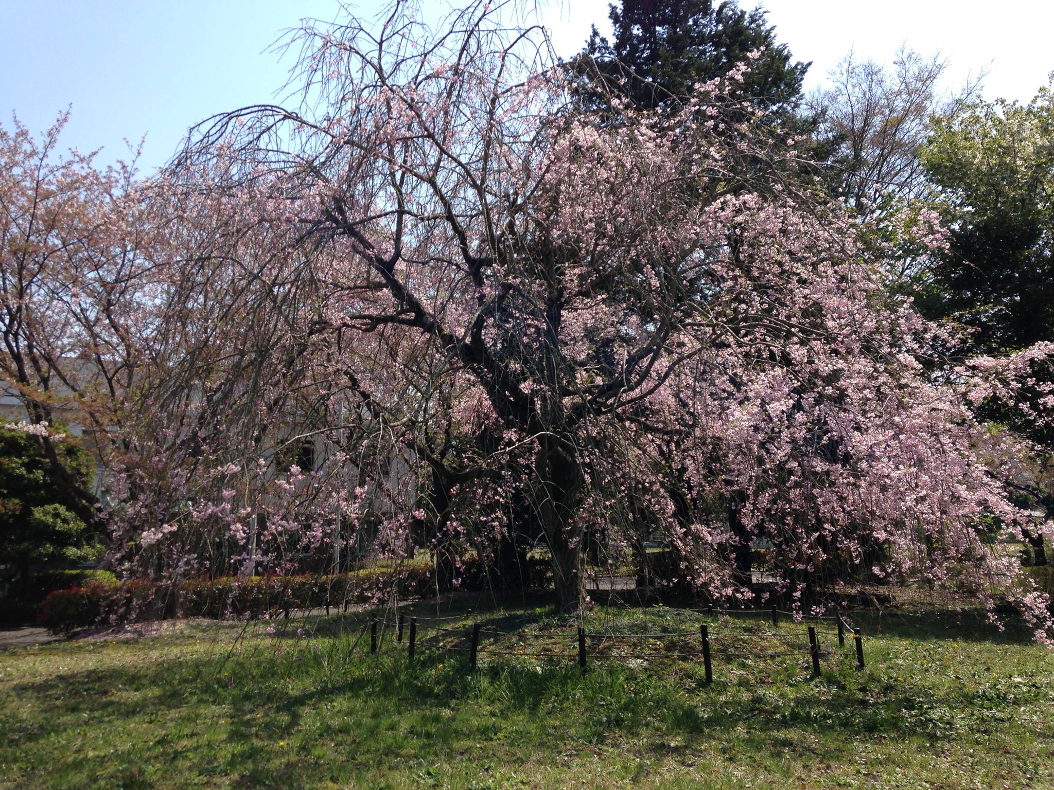 sakura