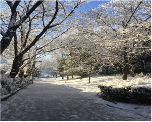 数年ぶりの大雪