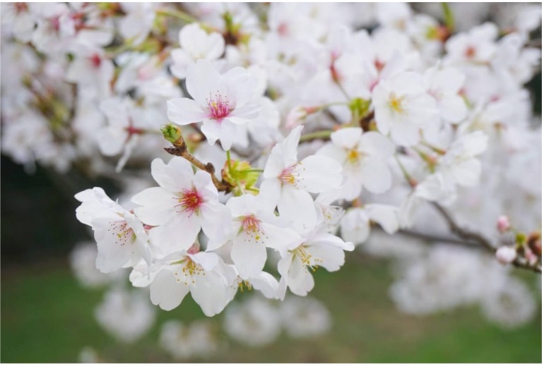 白い花が咲いている

自動的に生成された説明